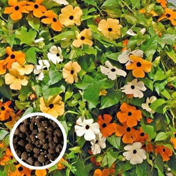 Schwarz eyed susan vine samen for fast-wachsend flowering climbers