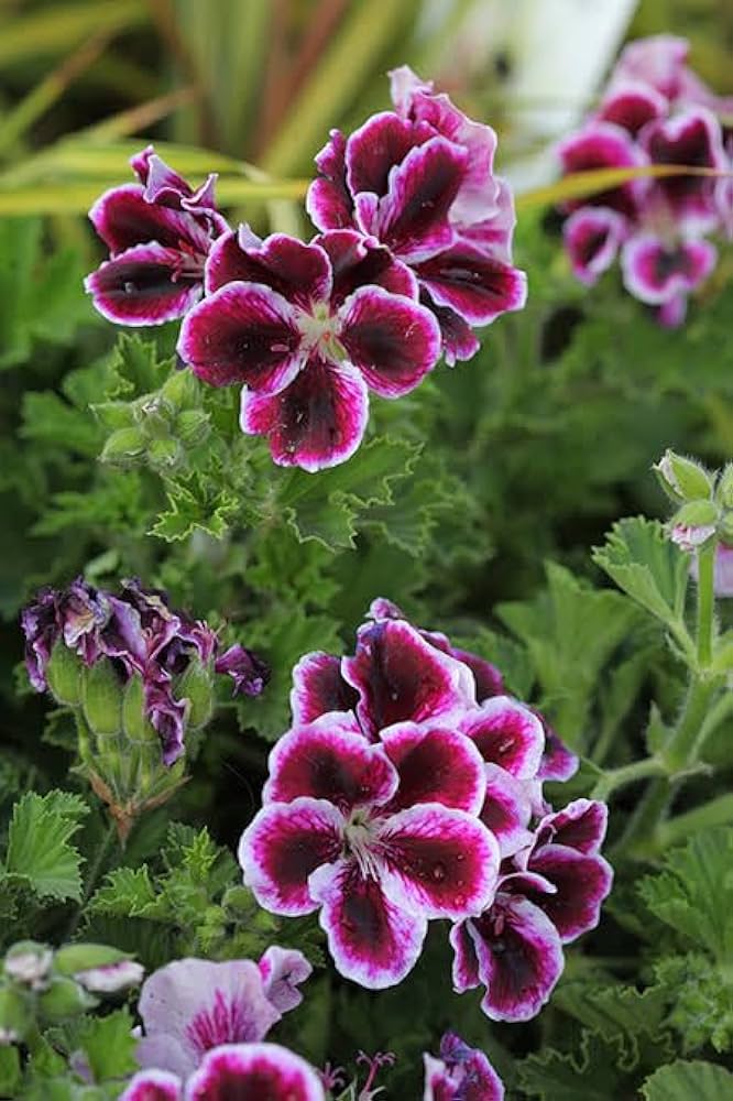 Geranie Pelargonium Blumensamen – Garten & Balcony Blüten