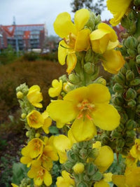 Verbascum Densiflorum Mullein Blumensamen (Flowerssamen von Verbascum Densiflorum)