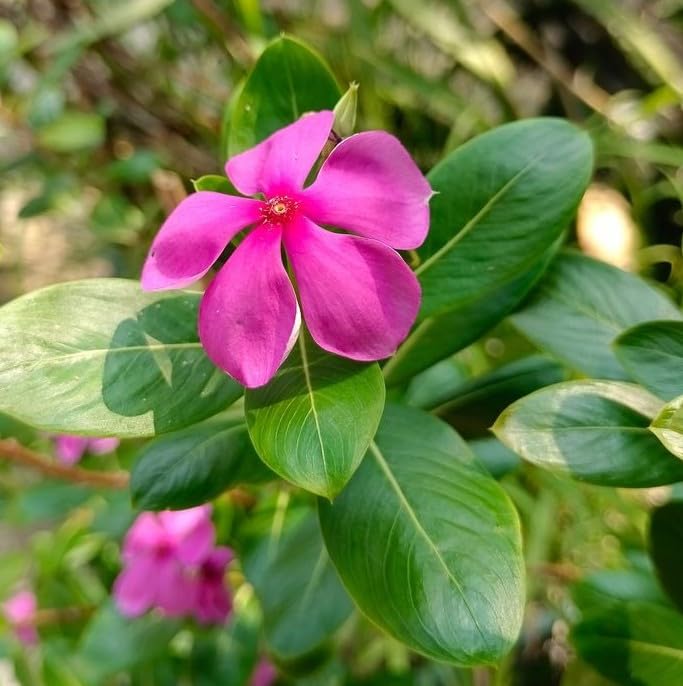 Rosa Immergrün Art Cypress Samen or Creeper Blumensamen zur Aussaat – hochwertige Qualitäts- – Traditionssorte & ohne Gentechnik Samen Hausgarten