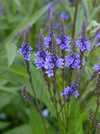 Blau vervain blume samen for anpflanzung - premium quality, heirloom & gmo free samen for home garten
 
 sale for anpflanzung in home garten