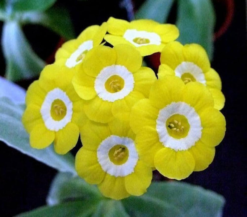 Primula polyneura blume samen for anpflanzung
