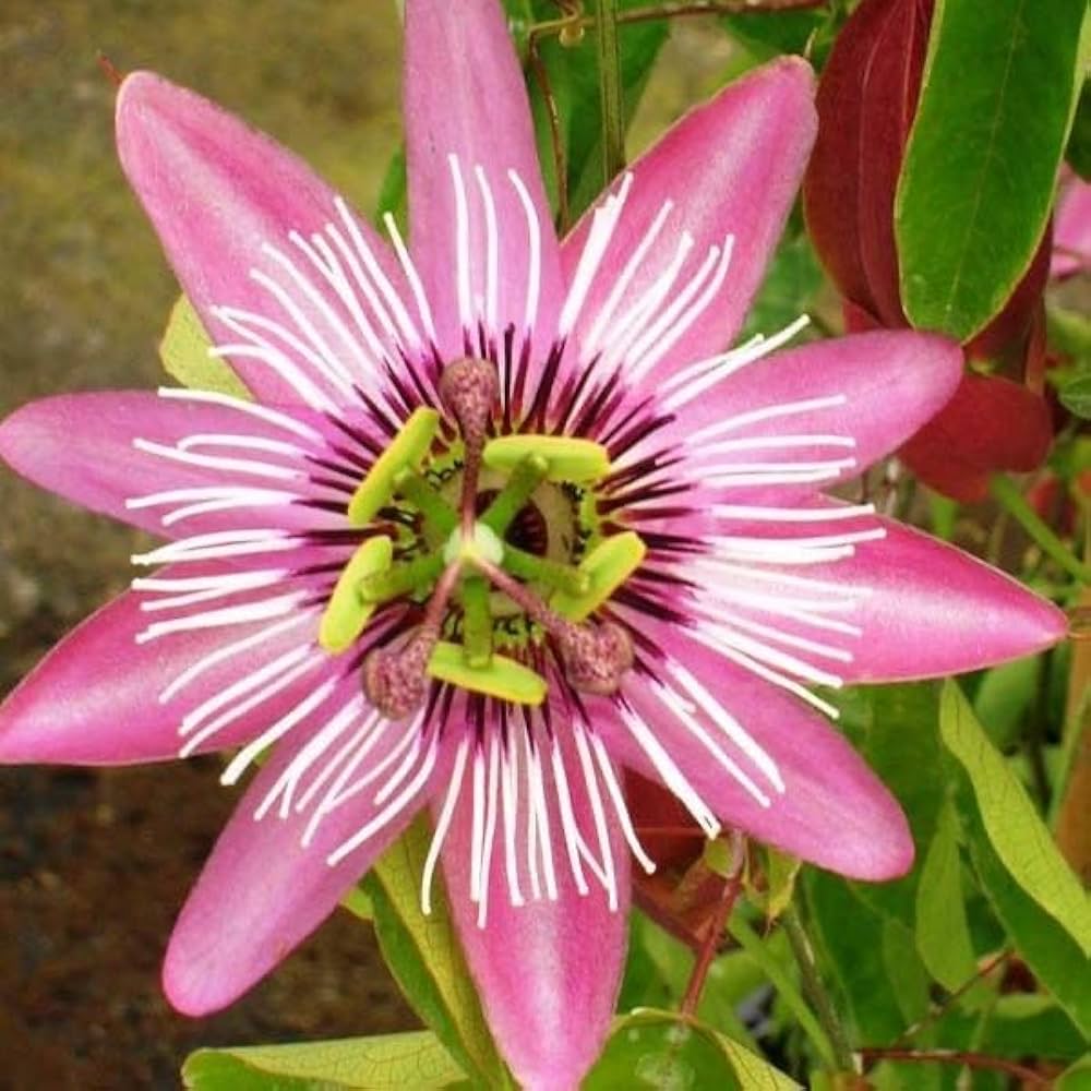 Rosa Passion Blumensamen zur Aussaat Schnitt Blume beliebt Traditionssorte & ohne Gentechnik Samen Hausgarten
