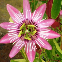 Rosa Passion Blumensamen zur Aussaat Schnitt Blume beliebt Traditionssorte & ohne Gentechnik Samen Hausgarten