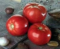 Bella Rosa Vffna Tomate Solanum lycopersicum Samen zum Pflanzen in Gemüse Patch