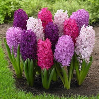 MultiColour Hyacinthus Orientalis Blumensamen zur Aussaat hochwertige Qualitäts- Traditionssorte & ohne Gentechnik Samen Hausgarten