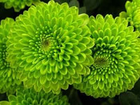 Weiß Grün Chrysantheme Blumensamen zur Aussaat – leuchtend – Traditionssorte & ohne Gentechnik Samen Hausgarten