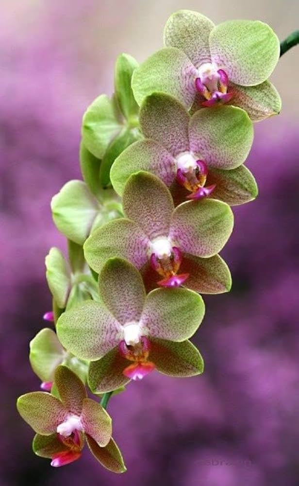 Grün Rosa Schmetterlingsorchidee Orchidee Blumensamen Garten leuchtend Traditionssorte & ohne Gentechnik Samen Hausgarten