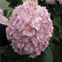 Light rosa hydrangea blume samen for anpflanzung hardy variety heirloom & gmo free samen for home garten 
 
 sale samen for home garten anpflanzung