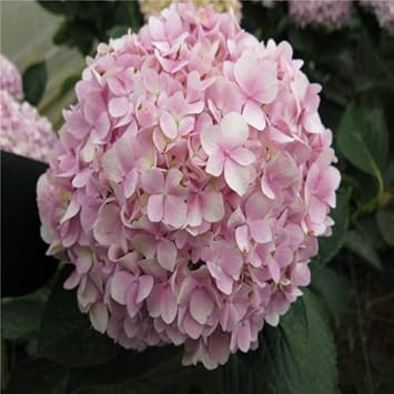 Light rosa hydrangea blume samen for anpflanzung hardy variety heirloom & gmo free samen for home garten 
 
 sale samen for home garten anpflanzung