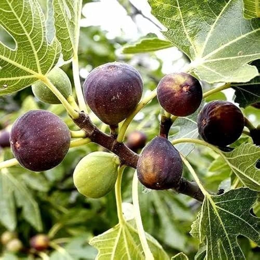 Feigen Frucht samen für einfaches Anpflanzen