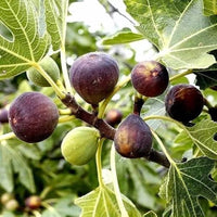 Feigen Frucht samen für einfaches Anpflanzen