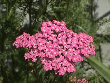 Rosa cerise yarrow blume samen for anpflanzung - colorful display, heirloom & gmo free samen for home garten
 
 sale for anpflanzung in home garten.