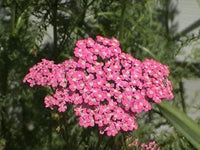 Achillea cerise queen yarrow blume samen for rosa blooms
