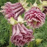 Rosa petticoat blume samen for anpflanzung - vibrant colors, heirloom & gmo free samen for home garten
 
 sale samen for anpflanzung in home garten