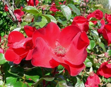 Rot Rugrose Rose Blume Samen zur Aussaat