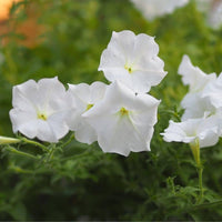 Weiß Petunie Grandiflora Samen Blumensamen zur Aussaat – Landhaus Garten wichtig – Traditionssorte & ohne Gentechnik Samen Hausgarten
