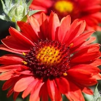 Rot arizona blume samen for anpflanzung - drought tolerant, heirloom & gmo free samen for home garten
sale for anpflanzung in home garten