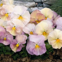 Inspire Pfirsichfarben Shades Blumensamen Soft – Warm Garten Blüten