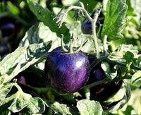 Lavender Tomate Samen - Perfect zum Pflanzen