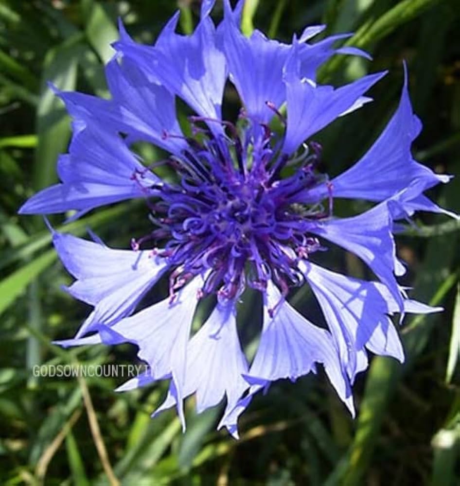 Centaurea Florence Mischung Samen zur Aussaat Landhaus Gärten und Rabatten