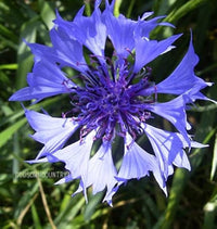 Centaurea Florence Mischung Samen zur Aussaat Landhaus Gärten und Rabatten