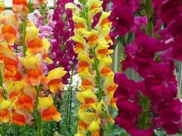 Snapdragon blume samen for anpflanzung - bright blooms, heirloom & gmo free samen for home garten
 
 sale for anpflanzung in home garten