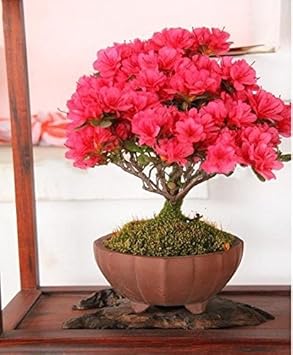 Rot futaba crape blume samen for anpflanzung pollinator friendly heirloom & gmo free samen for home garten
sale samen for home garten anpflanzung