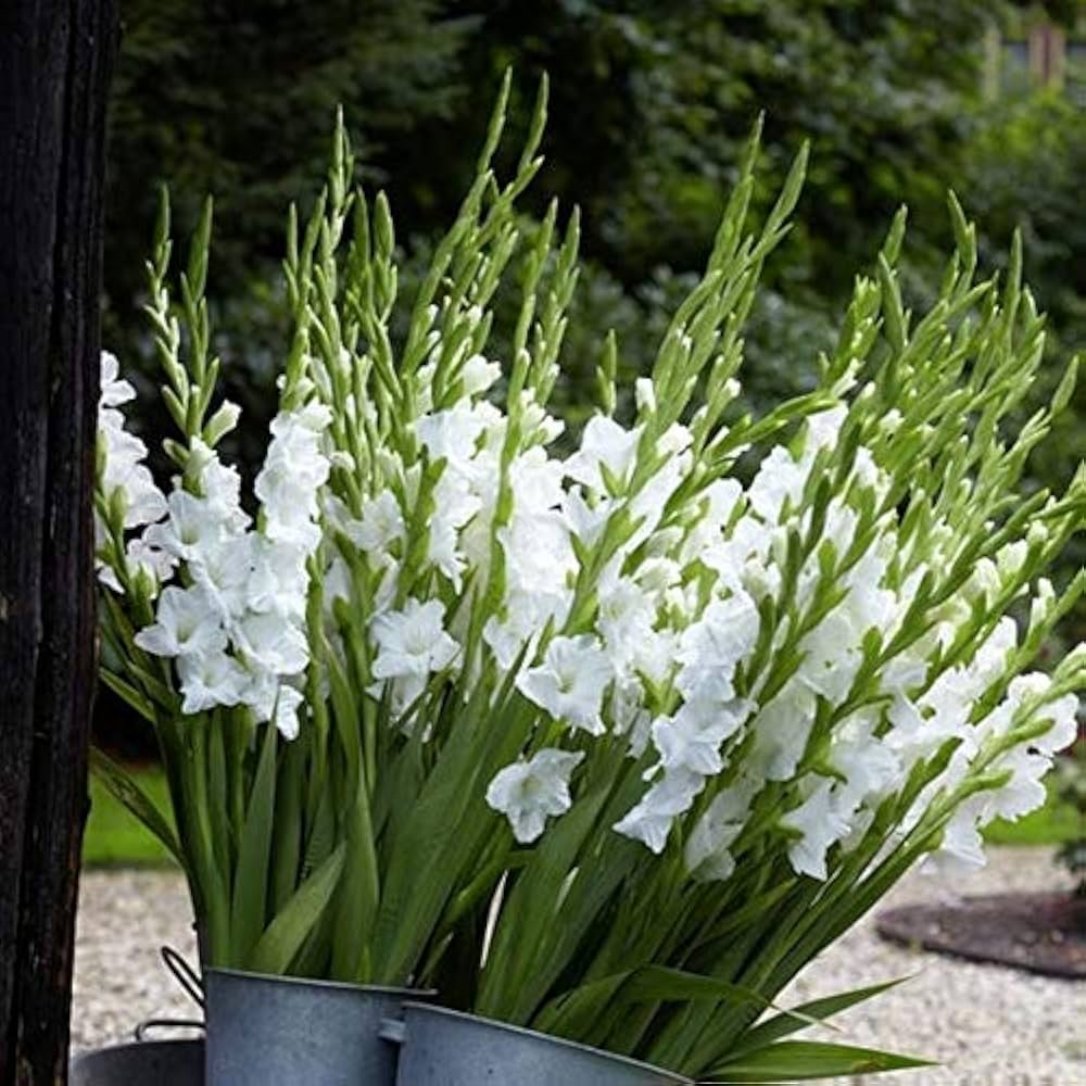 Creme Weiß Gladiole Blumensamen zur Aussaat farbenfroh Schau Traditionssorte & ohne Gentechnik Samen Hausgarten