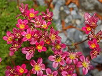 Saxifraga Highlander Rose Shades Samen zur Aussaat Stein Garten Rabatten