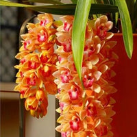 Orange cymbidium orchid blume samen for anpflanzung - sun loving, heirloom & gmo free samen for home garten
 
 sale for anpflanzung in home garten.