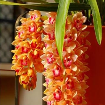 Orange cymbidium orchid blume samen for anpflanzung - sun loving, heirloom & gmo free samen for home garten
 
 sale for anpflanzung in home garten.