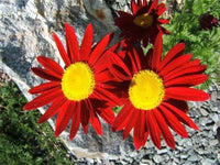 Rose chrysanthemum coccineum samen for bold blooms