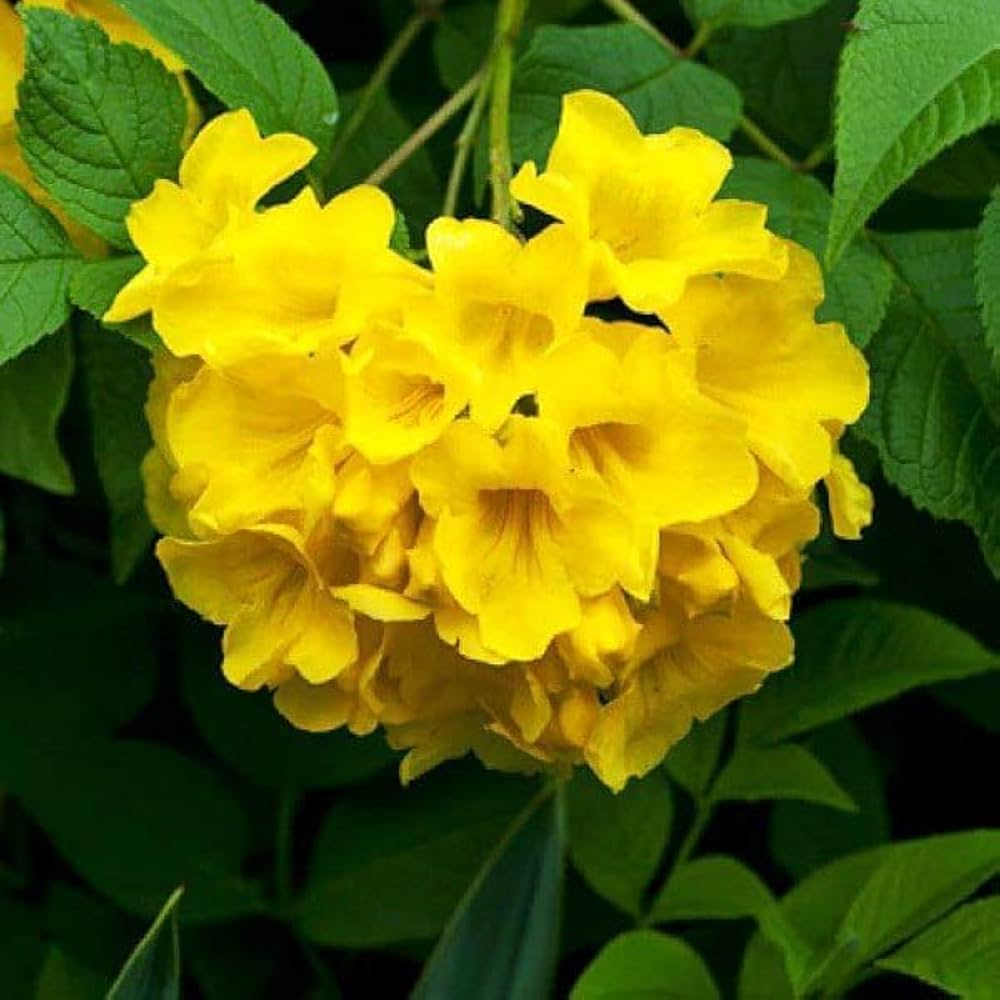 Gelb Cape Honeysuckle Blumensamen zur Aussaat – farbenfroh Schau – Traditionssorte & ohne Gentechnik Samen Hausgarten