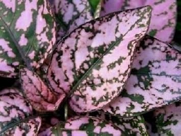 Mix hypoestes blume samen for anpflanzung - vibrant colors, heirloom & gmo free samen for home garten
 
 sale samen for anpflanzung in home garten