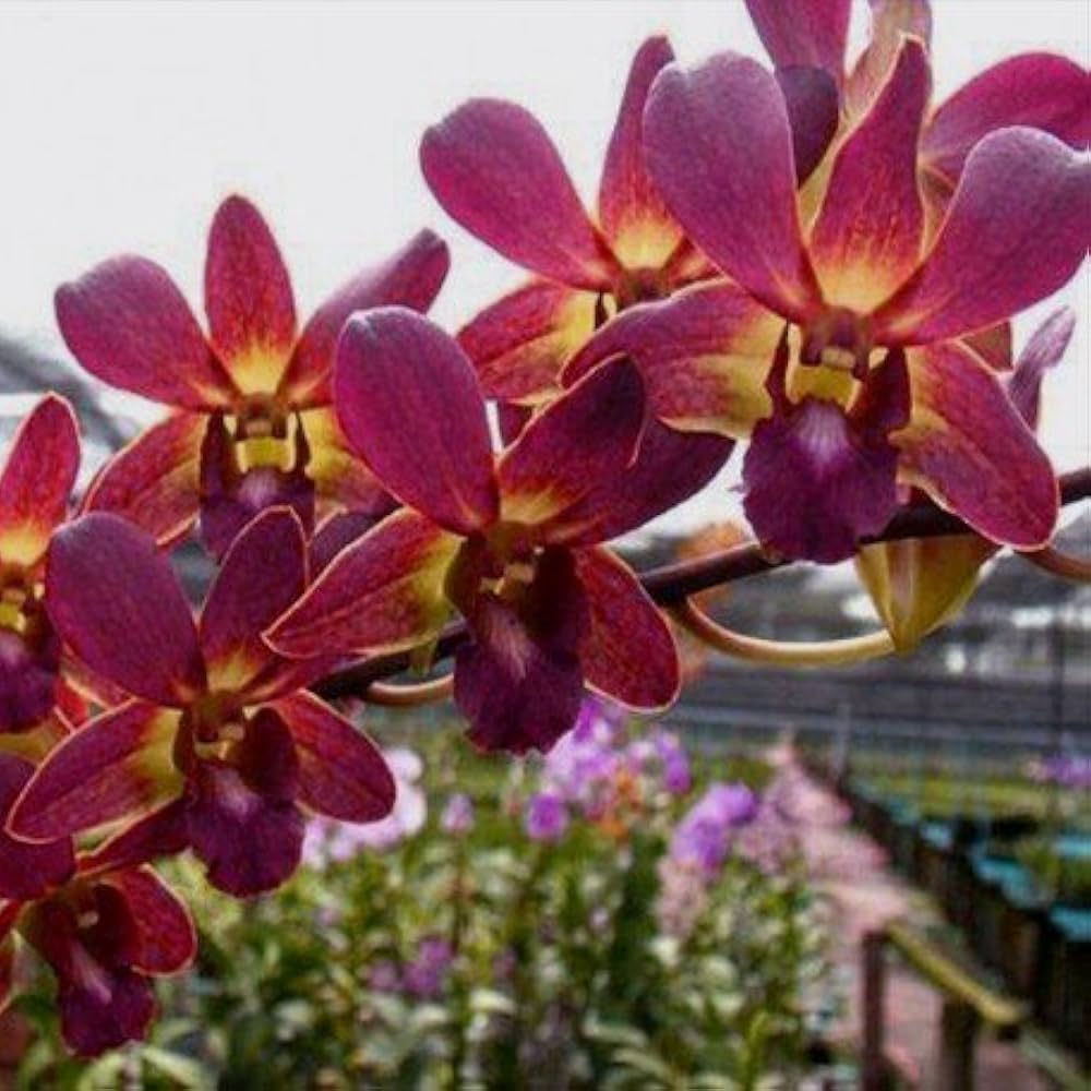 Braun Dendrobium Blumensamen zur Aussaat Halbschatten verträglich Traditionssorte & ohne Gentechnik Samen Hausgarten