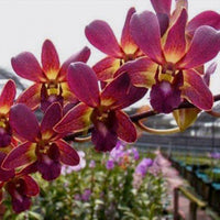 Braun Dendrobium Blumensamen zur Aussaat Halbschatten verträglich Traditionssorte & ohne Gentechnik Samen Hausgarten