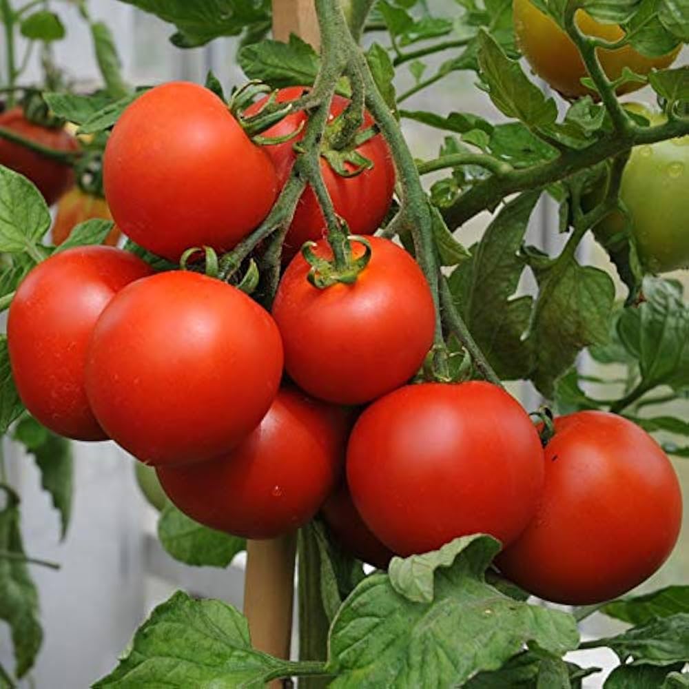 Variety tomato solanum lycopersicum für aussaat in home garten