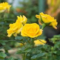 Feston Lila Gelb Rose Blumensamen zur Aussaat – Wildblume Mischung – Traditionssorte & ohne Gentechnik Samen Hausgarten