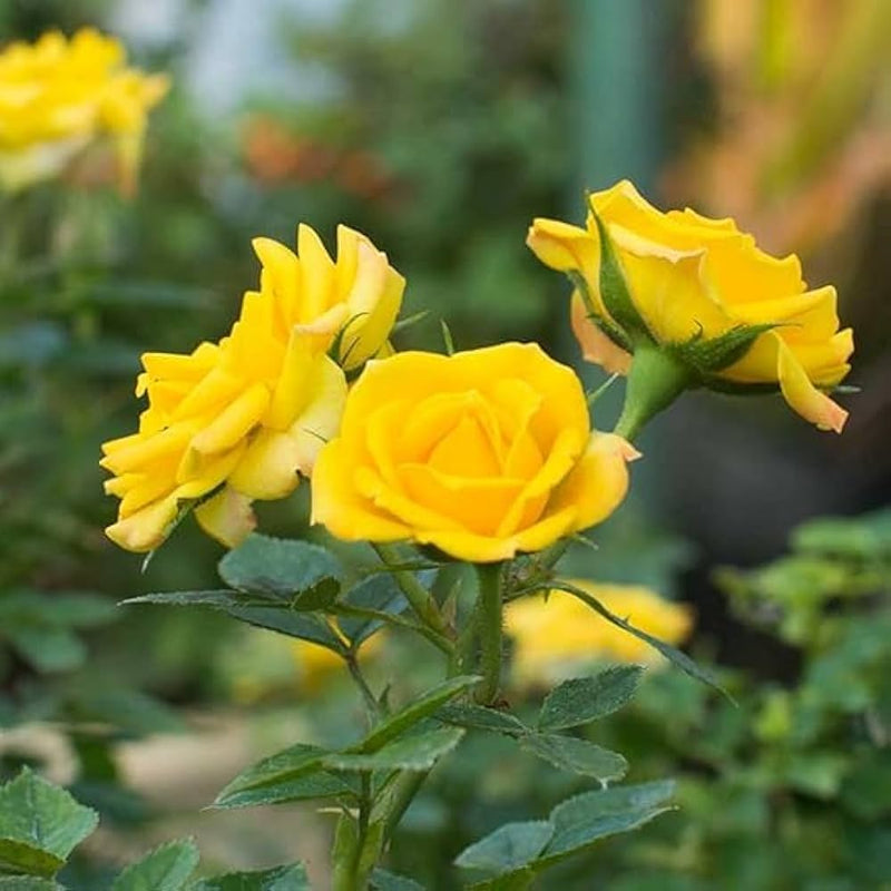 Feston Lila Gelb Rose Blumensamen zur Aussaat – Wildblume Mischung – Traditionssorte & ohne Gentechnik Samen Hausgarten