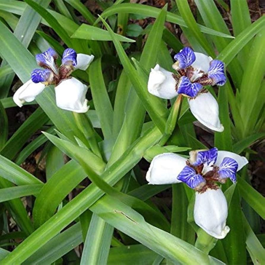 Gracilis Blumensamen zur Aussaat farbenfroh Schau Traditionssorte & ohne Gentechnik Samen Hausgarten