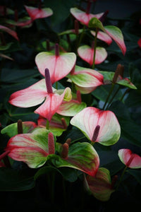 Grün (grün rosa) samen for anpflanzung in home garten