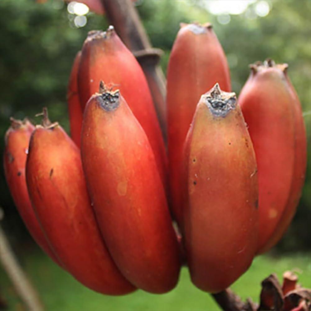 Rote Bananensamen für einfaches Anpflanzen