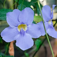 Thunbergia blume samen for anpflanzung easy to grow heirloom & gmo free samen for home garten 
 
 sale for anpflanzung in home garten