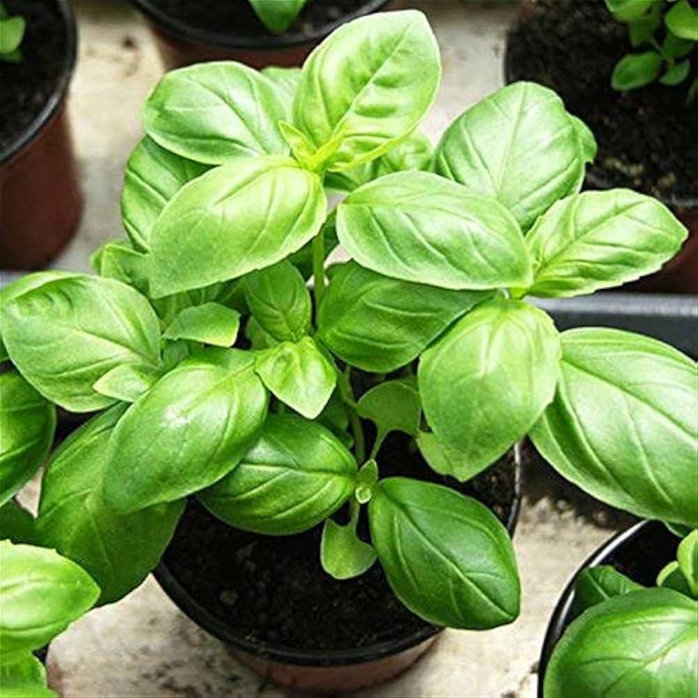 Basil Seed Mix  Perfect zum Pflanzen