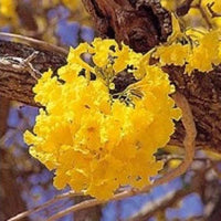 Tabebuia Chrysantha Gelb Blumensamen – Trumpet Baum Blüten