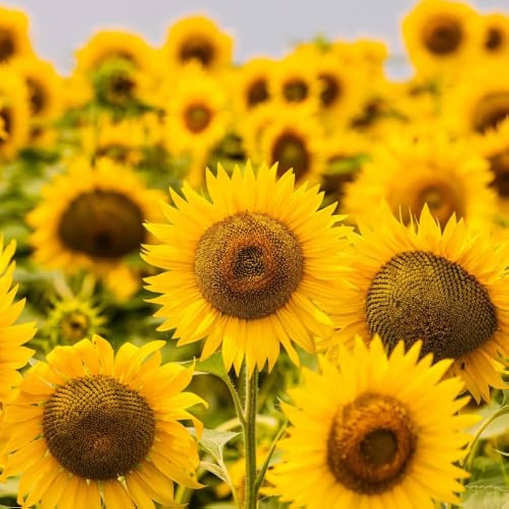 Mini sunflower helianthus annuus for anpflanzung in blume bed