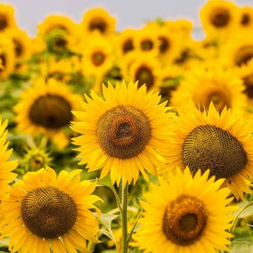 Mini sunflower helianthus annuus for anpflanzung in blume bed