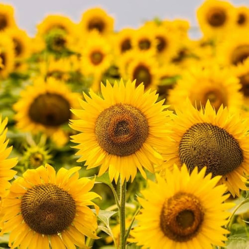 Mini sunflower helianthus annuus for anpflanzung in blume bed