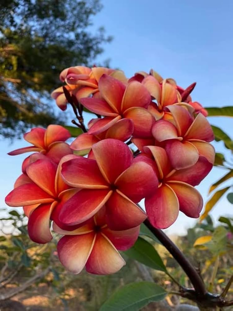 Rubra blume samen for anpflanzung - premium quality, heirloom & gmo free samen for home garten
 
 sale samen for home garten